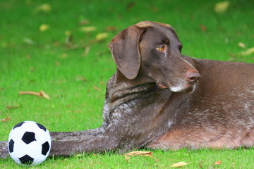Fussball