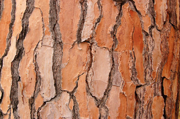 Pine bark