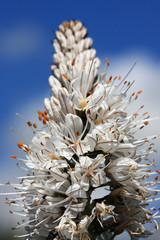 asphodele blanc - pyrenees orientales
