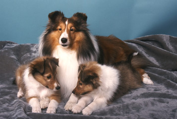 chien et chiots  Colley berger d'écosse