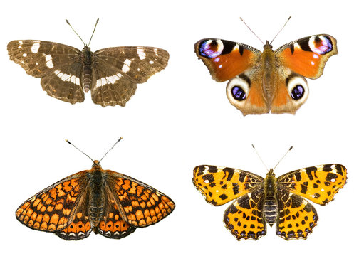 four beautiful butterflies photo