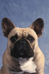  Bouledogue Français portrait