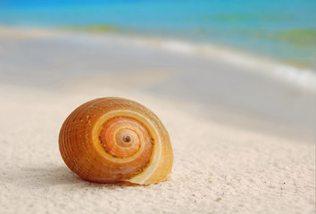 Seashell on Seashore