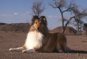 chien  Colley couch&eacute; dans la nature
