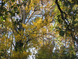 Ville, rose, sauvage et nature