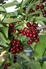 cherries, tree,cherry