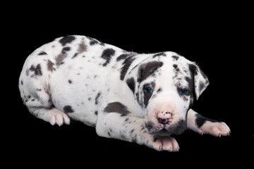 Great Dane puppy on black background