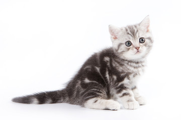 British kitten on white background