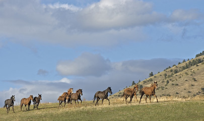 Fototapeta na wymiar Konie stampeding