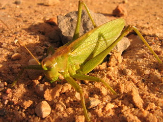 grasshopper sitting on stone
