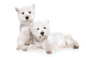 West Highland White Terrier puppy on white background