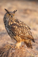 stock owl 1