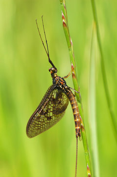 harmless but still scary looking mayfly