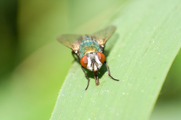 Fliege
