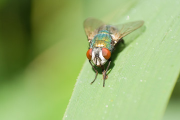 Fliege