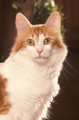 chat portrait Angora Turc