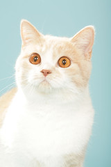 chat portrait British Shorthair