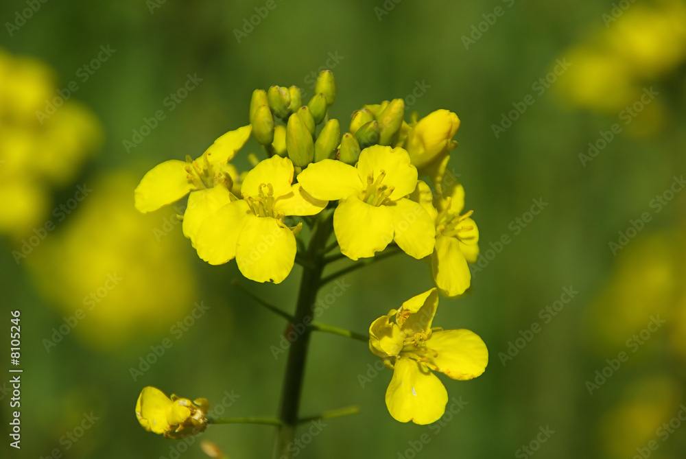 Wall mural Raps -  Rapeseed 07