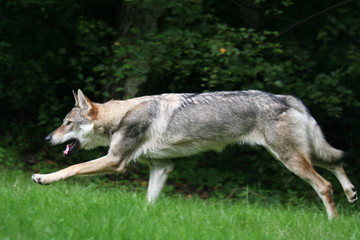 chien  Loup Tchèque qui court