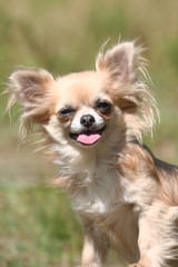  chien mignon  Chihuahua