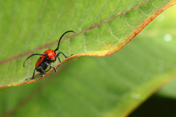 Milkweed Beetle