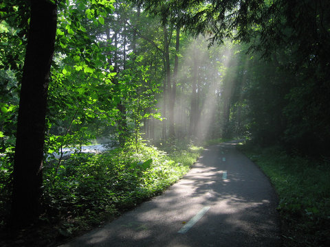 Sunlight through Trees