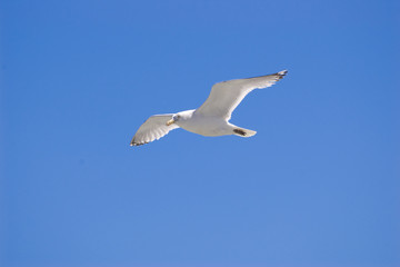 Seagull
