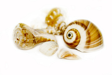 Seashells on white with a lot of copy space