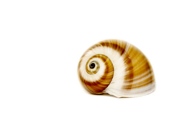 Seashell on white with a lot of copy space