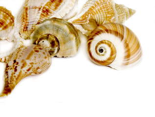 Seashells on white with a lot of copy space