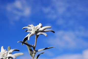 Edelweis 1