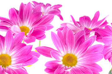 Camomiles. Spring flowers