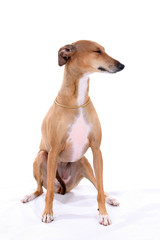Italian Greyhound dog sitting on a high key background 