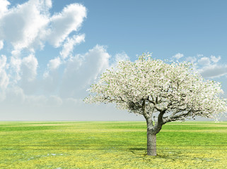 Fototapeta na wymiar Blossoming cherry-tree