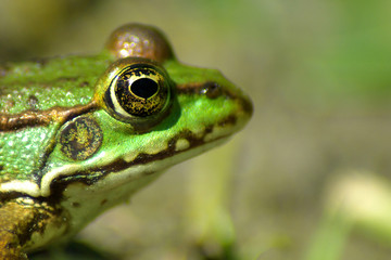 grenouille verte