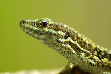 lézard