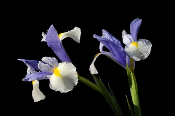 Foto auf Acrylglas Iris iris on black background