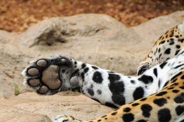 raubkatzenpfote