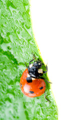 Ladybug sitting on a green grass