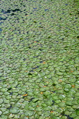 Green Lilypads Floating in a Pond