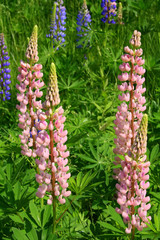 Spikes of Wild Pinnk Lupines in Summer