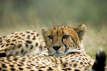 Naklejka na ściany i meble piękne cheetah