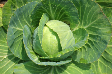 Obraz premium Fresh Cabbage