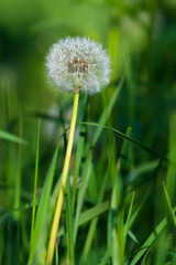 Fototapeta premium Dandelion in grass