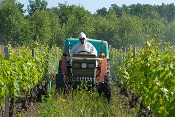 sulfatage de la vigne 2