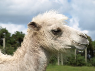 White Camel