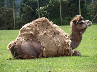 Balding camel