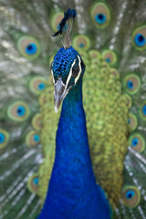 Peacock Presenting 15