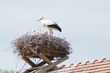 Storch + Familie