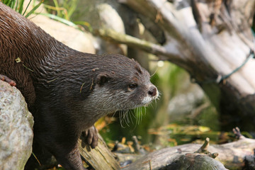 Otter
